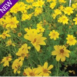 Bidens humilis 'Golden Nuggets'